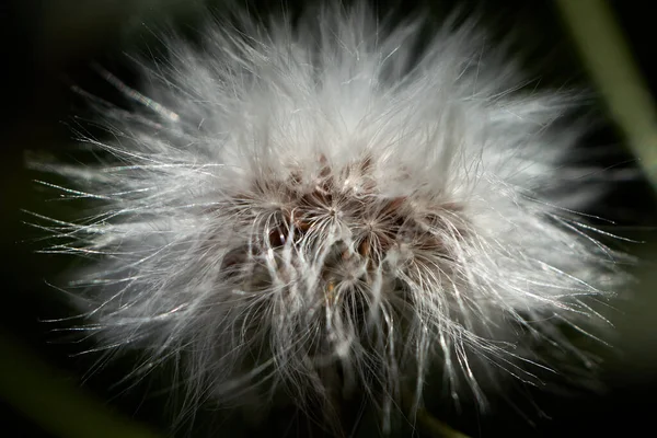 Paardenbloem Zaden Een Zwarte Achtergrond — Stockfoto