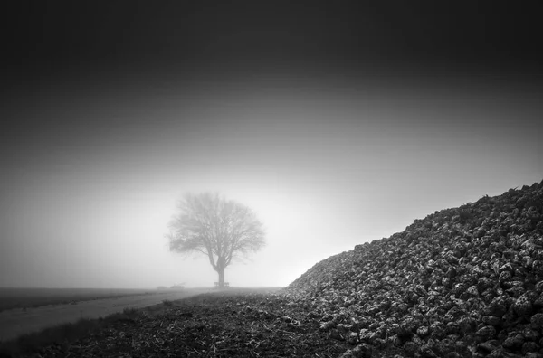 Prachtig Uitzicht Natuur Scene — Stockfoto