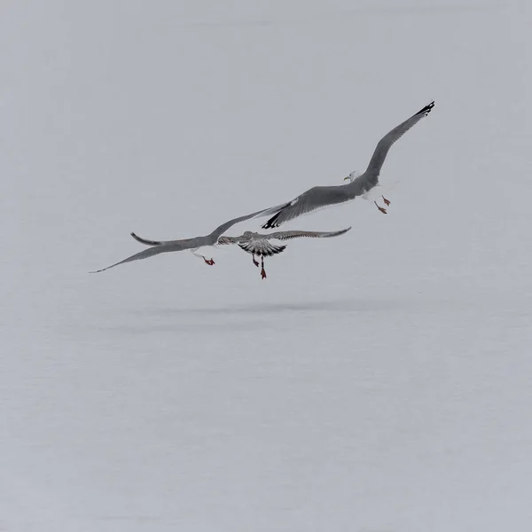 Möwen Fliegen Himmel — Stockfoto