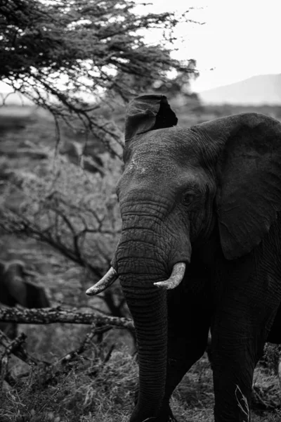 Afrikai Elefánt Kruger Nemzeti Parkban Dél Afrika — Stock Fotó