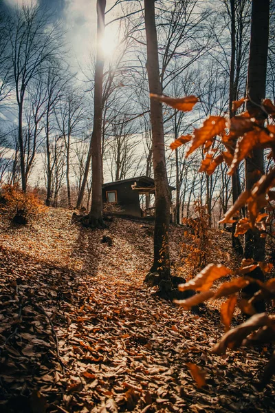 Autumn Landscape Trees Leaves — Stock Photo, Image