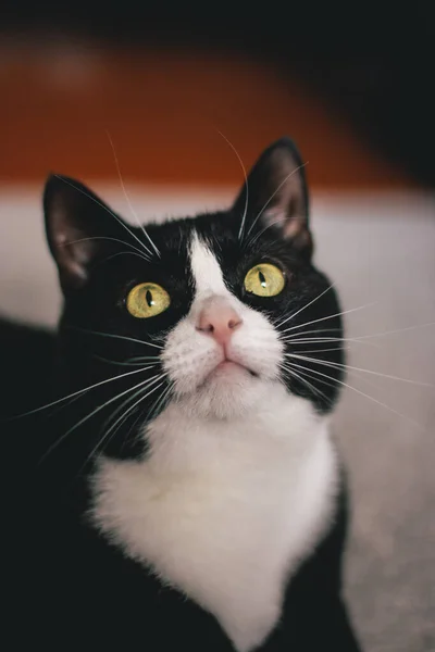 黑白相间的猫 有一双美丽的眼睛 — 图库照片