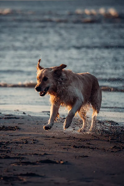Hund Läuft Strand — Stockfoto