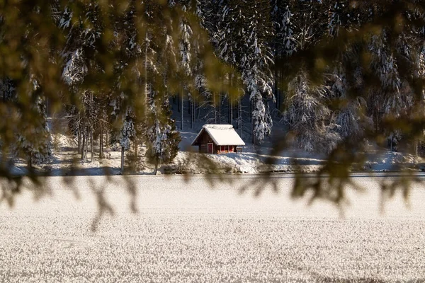 Beau Paysage Hivernal Avec Des Arbres Enneigés — Photo