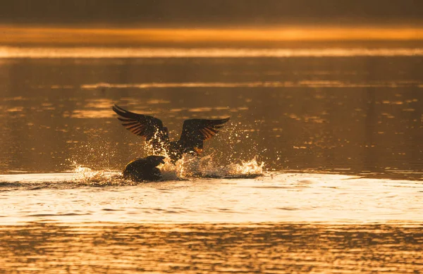 Krásný Pták Letící Vodě — Stock fotografie