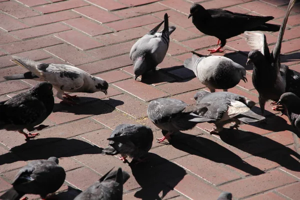 Sokaktaki Güvercinler — Stok fotoğraf