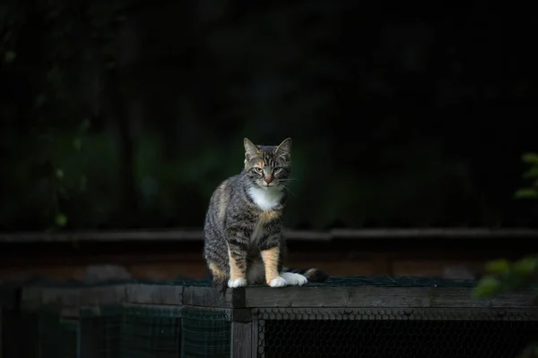 Gatto Seduto Sulla Strada — Foto Stock