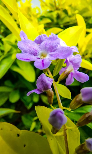 Botaniczne Ujęcie Kwiaty Zbliżenie — Zdjęcie stockowe