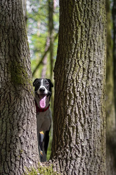 Ένα Σκυλί Στο Δάσος — Φωτογραφία Αρχείου