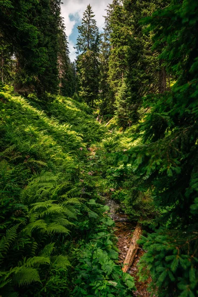 Hermoso Bosque Las Montañas —  Fotos de Stock