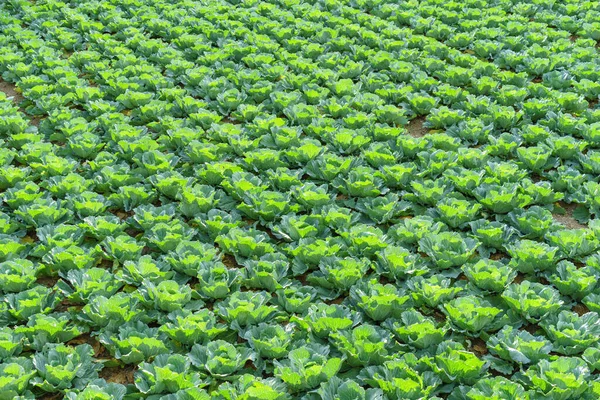농장에서 자라는 양배추 — 스톡 사진