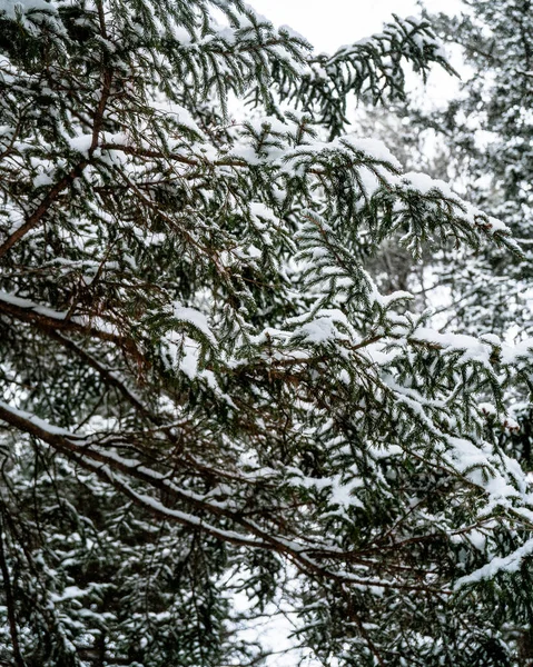 Prachtig Winterbos Met Sneeuw — Stockfoto