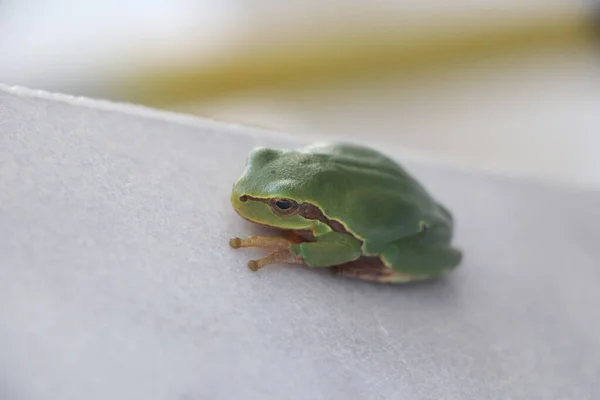 Groene Kikker Een Witte Achtergrond — Stockfoto