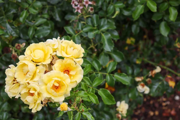 Zbliżenie Piękne Białe Róże — Zdjęcie stockowe