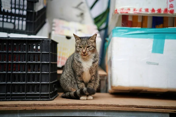 Primo Piano Vista Del Gatto Seduto — Foto Stock