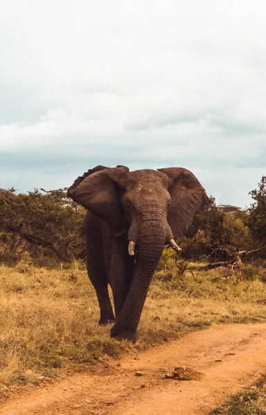 Słoń Sawannie Kenii — Zdjęcie stockowe