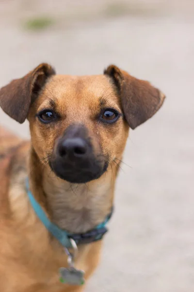 Cane Nel Parco — Foto Stock