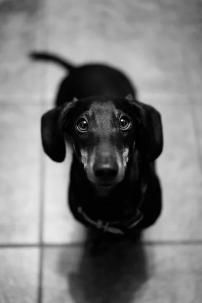 Schwarz Weißes Porträt Eines Niedlichen Hundes — Stockfoto