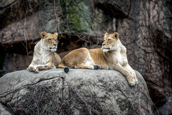 Lioness Lying Ground Zoo — Stock Photo, Image