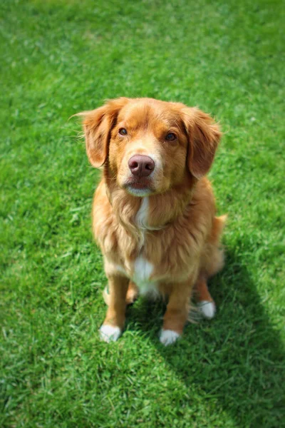 Cane Nel Parco — Foto Stock