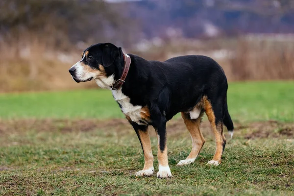 Cão Brincando Livre Grama Parque — Fotografia de Stock