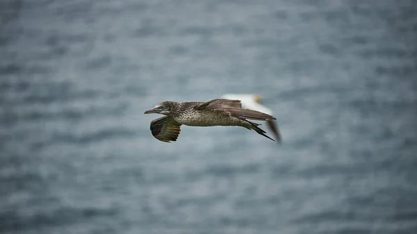 Oiseau Sur Lac Nature — Photo