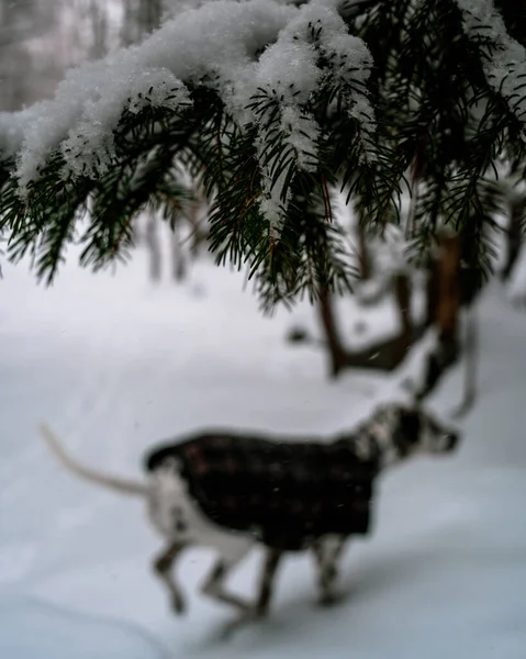 Рождественская Елка Снегом — стоковое фото