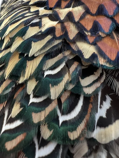 Close Beautiful Peacock Feather — Stock Photo, Image