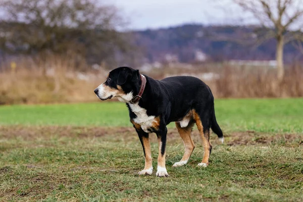 Hund Spelar Utomhus Gräset Parken — Stockfoto