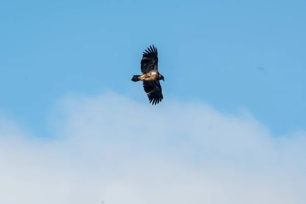 하늘을 대머리 독수리 — 스톡 사진