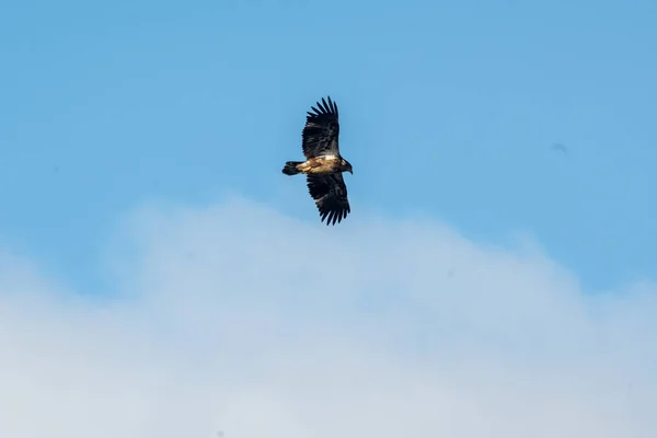 空を飛ぶはげワシ — ストック写真