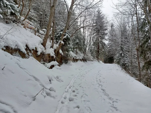 Красивий Зимовий Пейзаж Засніженими Деревами — стокове фото