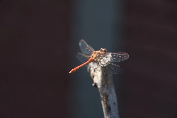 Close Zicht Insect Natuur — Stockfoto