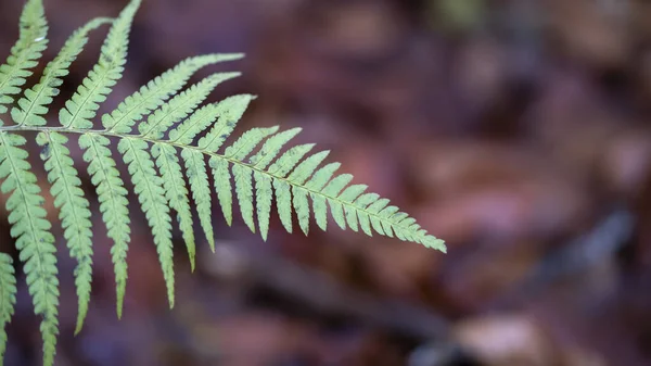 Folhas Verdes Samambaia Floresta — Fotografia de Stock