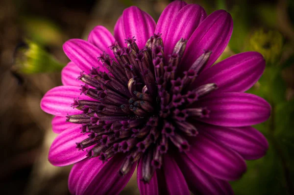 Kaunis Vaaleanpunainen Kukka Puutarhassa — kuvapankkivalokuva