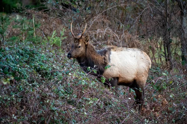 Closeup Shot Moose Forest — Stock Photo, Image