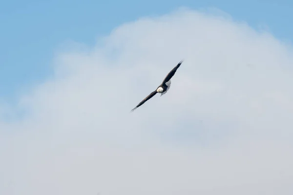 Gaviota Volando Cielo — Foto de Stock