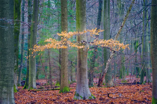 Forêt Automne Avec Arbres Feuilles — Photo