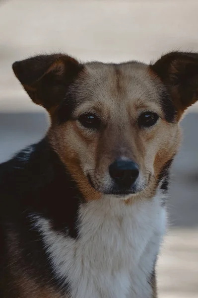 Şirin Bir Köpeğin Portresi — Stok fotoğraf