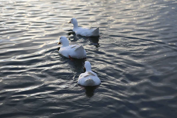 湖上的白鹅 — 图库照片