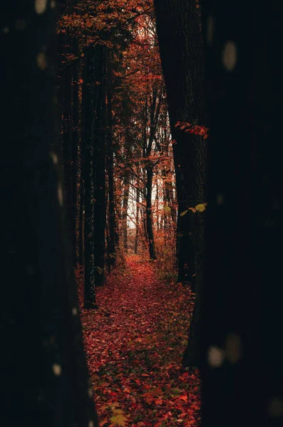 Bela Floresta Outono Com Árvores — Fotografia de Stock