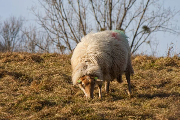 Bir Tarlada Genç Güzel Koyunların Yakın Çekimi — Stok fotoğraf
