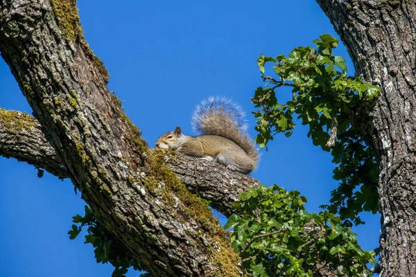 Esquilo Uma Árvore — Fotografia de Stock