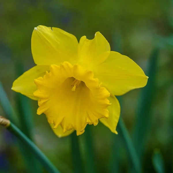 Fiori Gialli Giardino — Foto Stock