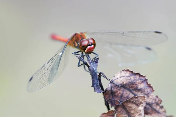 Nahaufnahme Von Wanzen Der Wilden Natur — Stockfoto