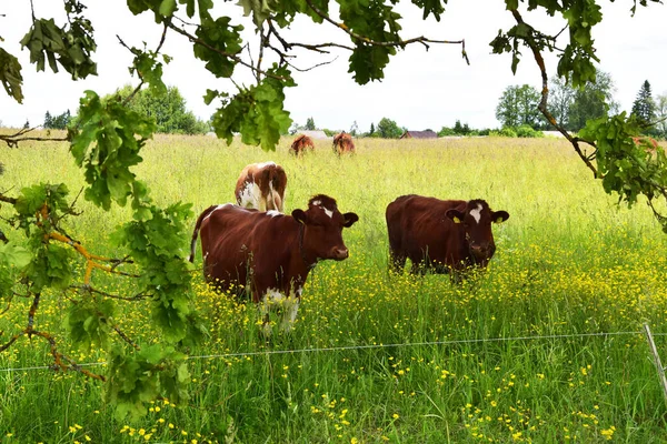 Krávy Pasoucí Zelené Louce — Stock fotografie