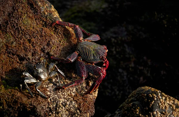 Gros Plan Crabe Rouge Sur Rocher — Photo