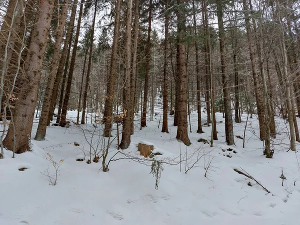 Bela Floresta Inverno Com Neve — Fotografia de Stock