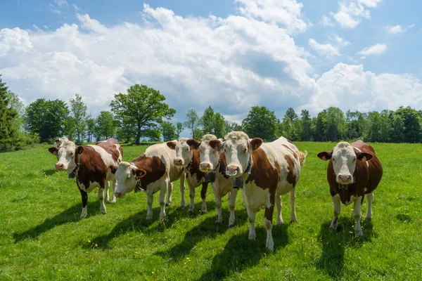 牛の牧草地に放牧 — ストック写真