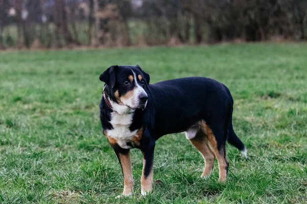 Chien Jouant Extérieur Sur Herbe Dans Parc — Photo